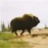 Feral Donkey
