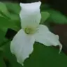 Trillium233