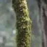 GnotNamron