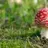 Psilocybin
