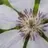 briar_rose