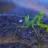 land_scaper