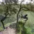 jessyd