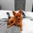 orange_fox
