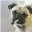 Tuffythepug