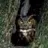 WildlifeShooter