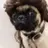 Pug_Life