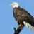EagleMkIII