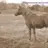 photohorse