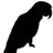 blackparrot