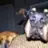 DukeTheDog