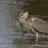 Ospreyeagle