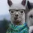 Alpaca