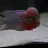 Chrissfishes01