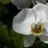 Wild Orchid
