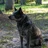 warrirboxerdog1
