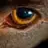 Redeye.Photos