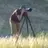 Little Camera boy