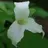 Trillium233