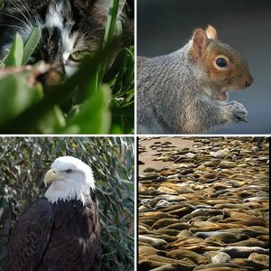 May '07 Challenge Gallery - "Wildlife"