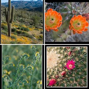 MissMia's Gallery