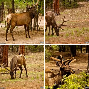 Grand Canyon - Mather Campground