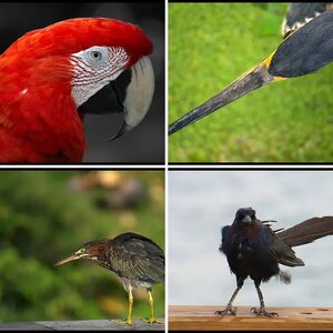 Birding