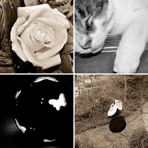 Black & White/Grayscale