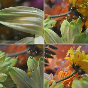 Flowers in cellophane