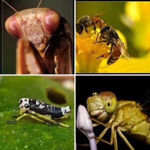 Macro