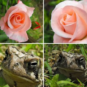 Nature and Wildlife