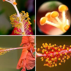 Hibiscus