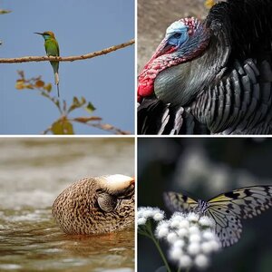 1103 - March '11 Photo Challenge 'Wildlife'