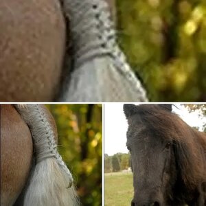 Equine