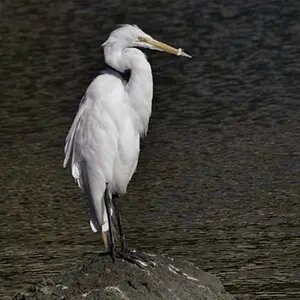 First pics