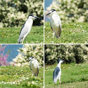 Black crowned night heron