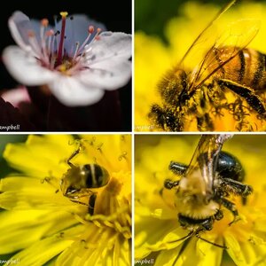 Macro