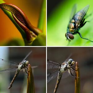 Macro