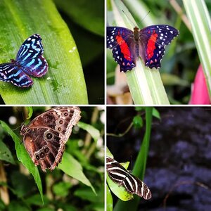 Butterflies