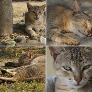 My Photos
