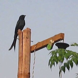 Black Drongo in India