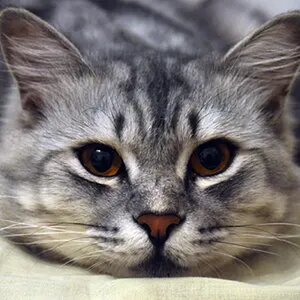 Cats