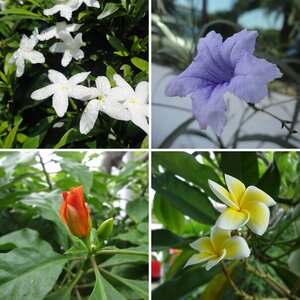 Chennai Flowers