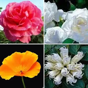 MY FLOWERS