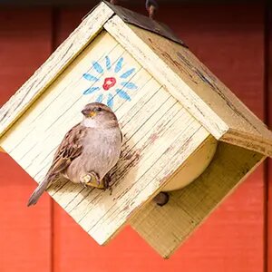 birds