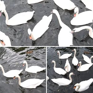 Exposed swans