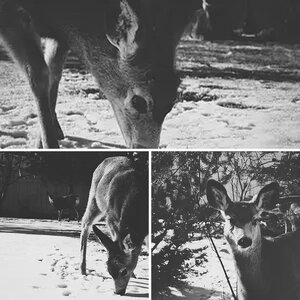 Deers