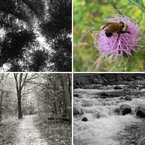 wilderness