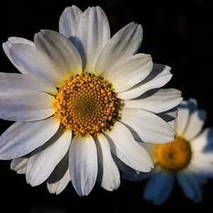 Flowers/Nature