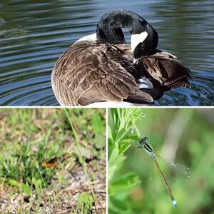 Wildlife Photography